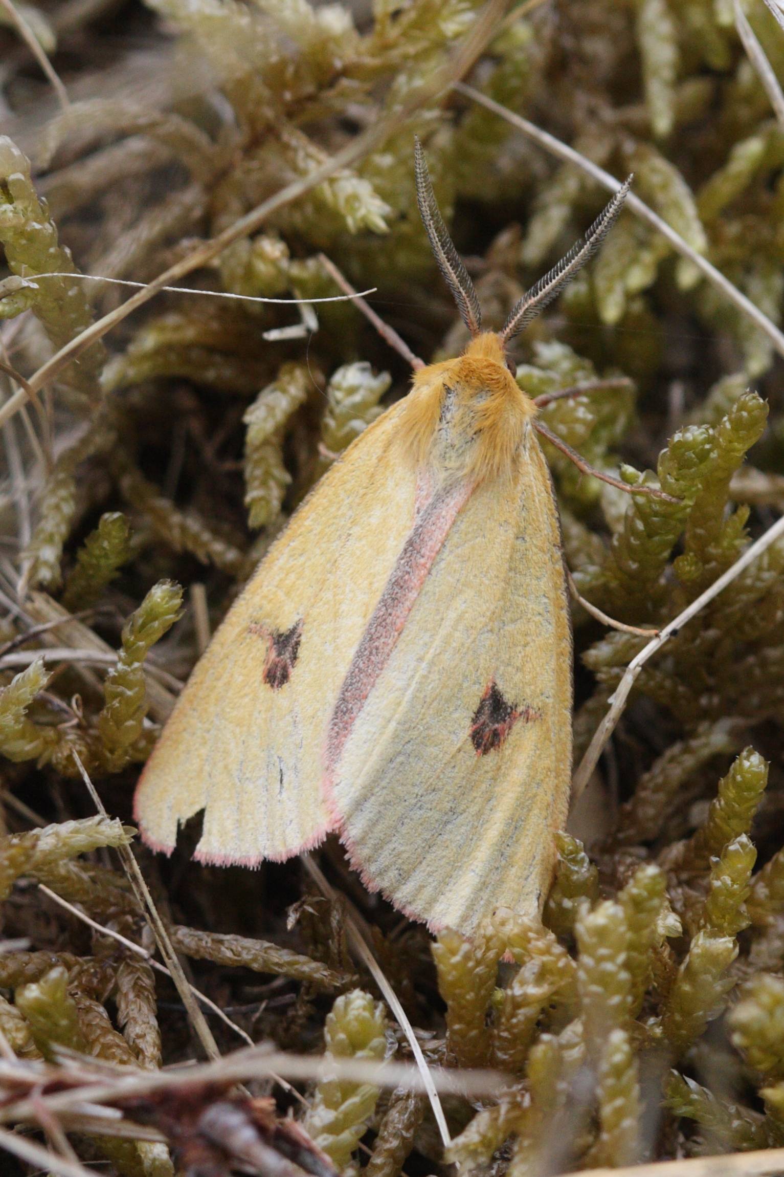 Afficher le média diacrisia_sannio4bd diacrisia_sannio4bd