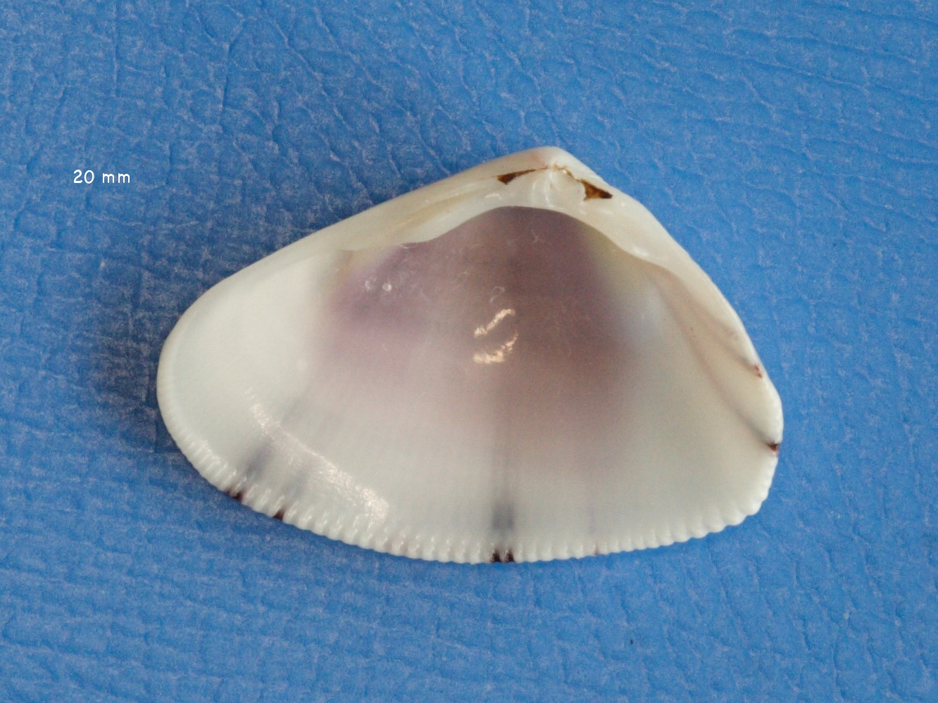 donax_denticulatus2md