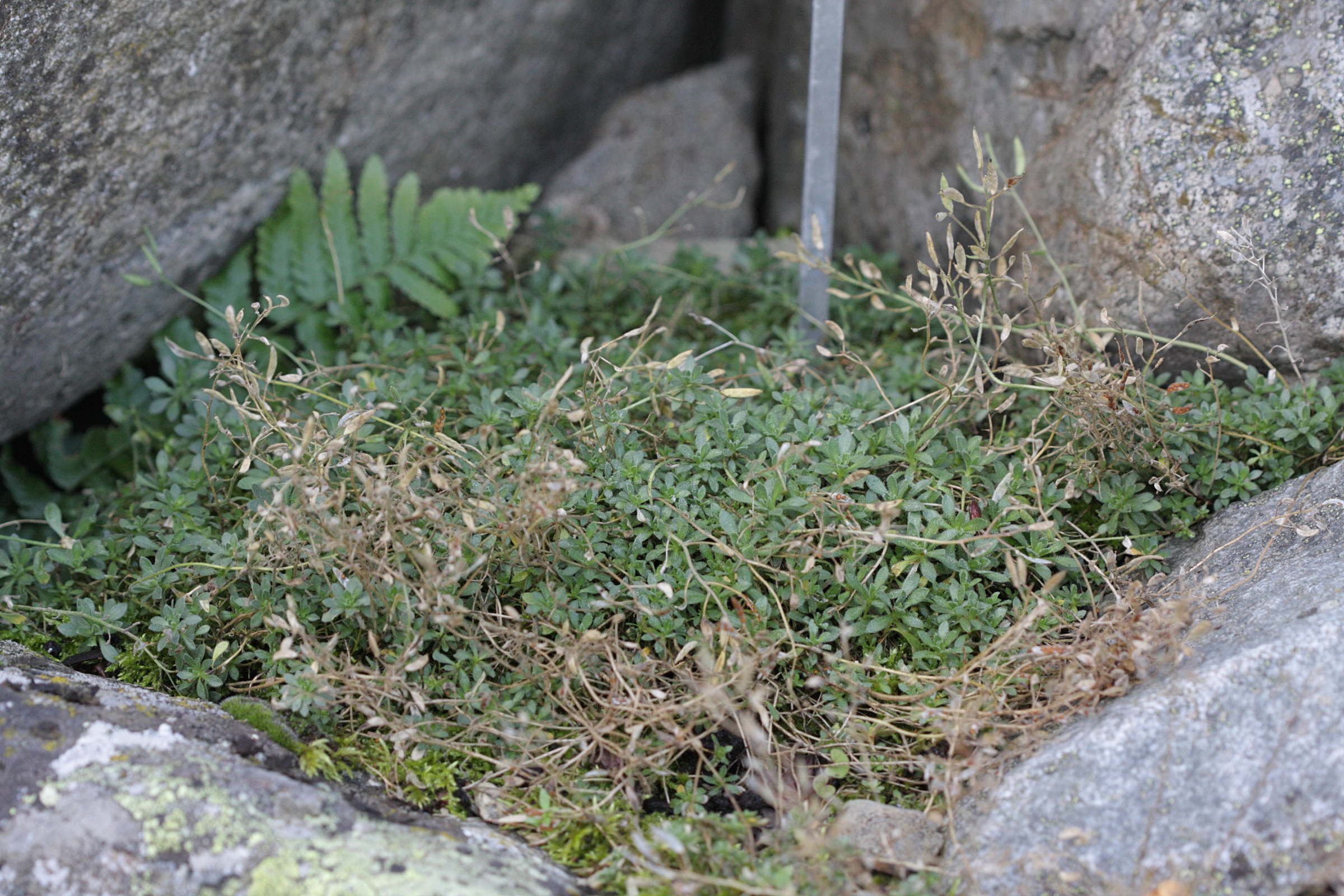 Afficher le média draba_subnivalis1bd draba_subnivalis1bd