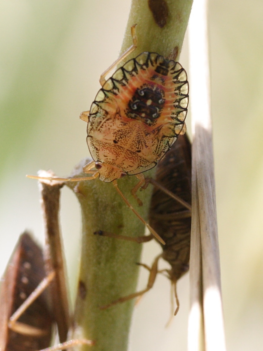 edessa_meditabunda2md