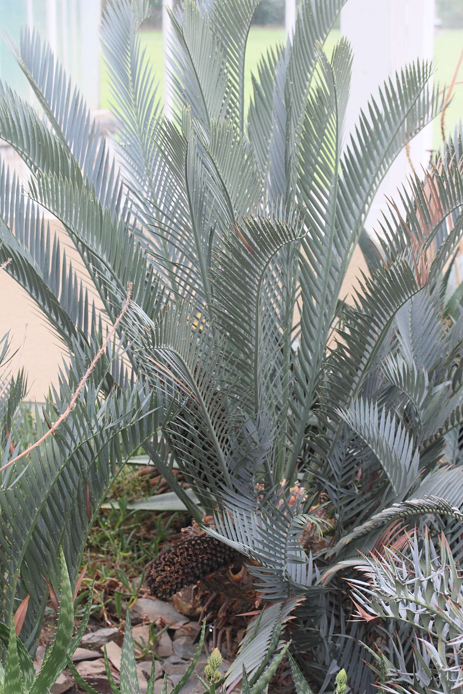 encephalartos_lehmannii1md