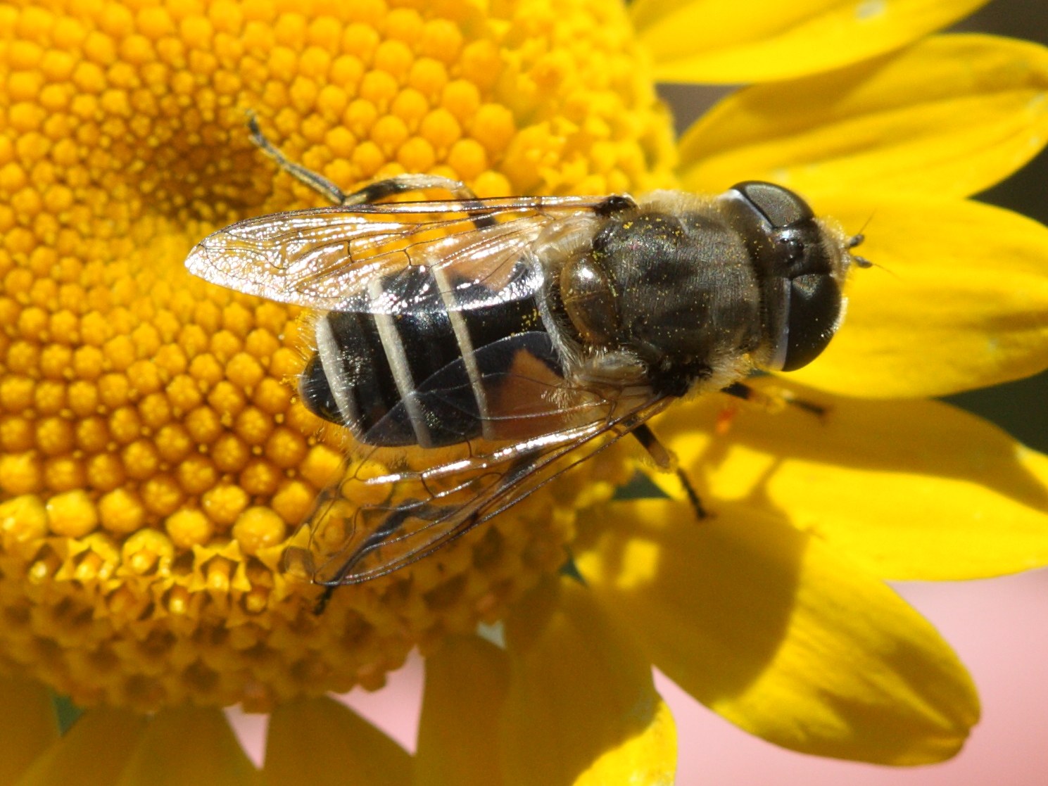 eristalis_arbustorum1bd