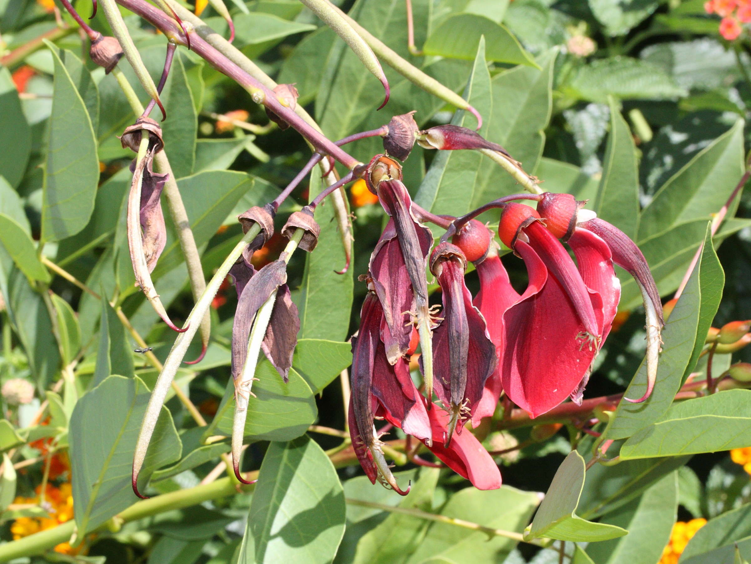 erythrina_crista-galli7md