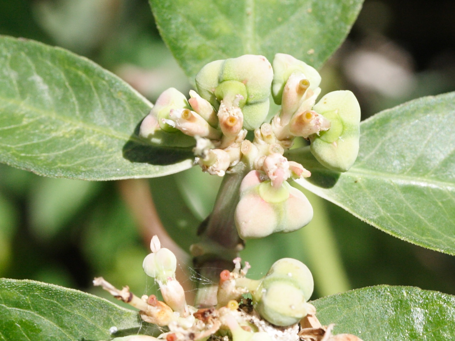 euphorbia_heterophylla2md