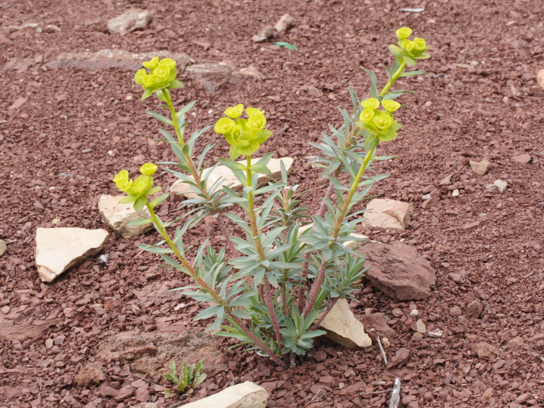 Afficher le média Euphorbia_nicaeensis Euphorbia_nicaeensis