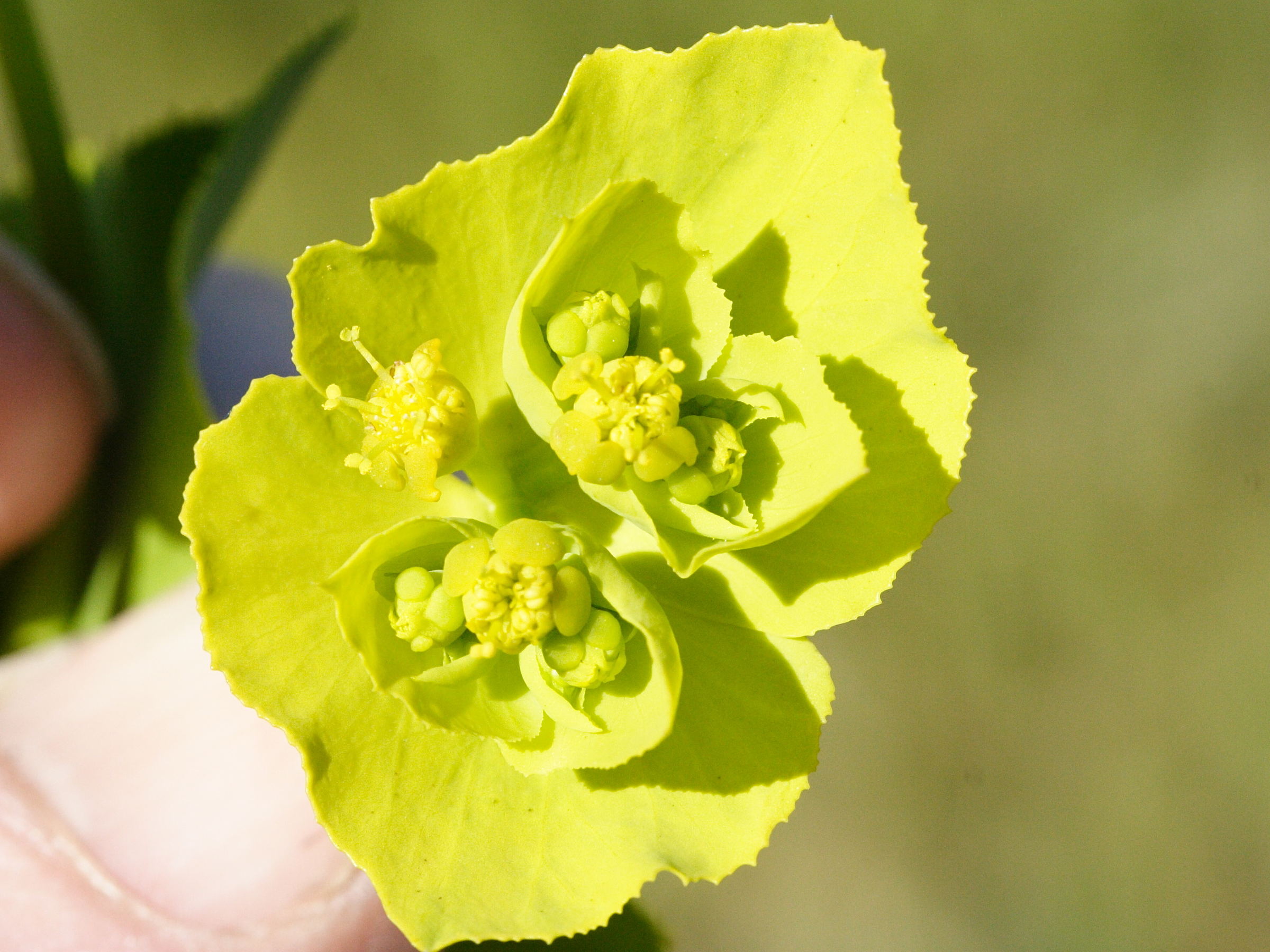 euphorbia_serrata2md