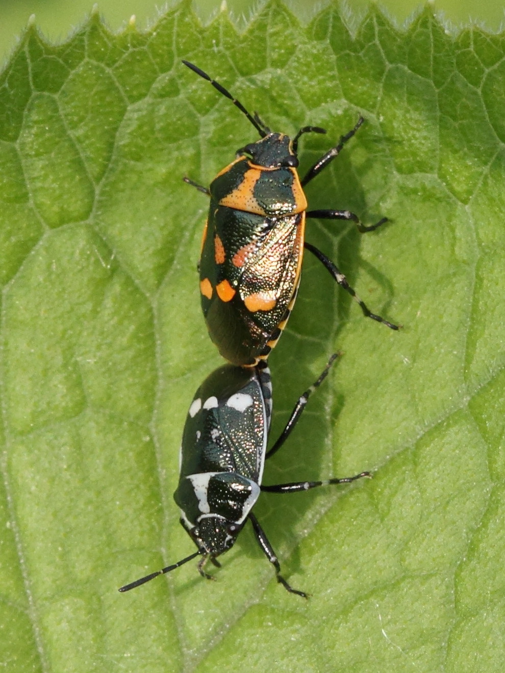 eurydema_oleracea6bd