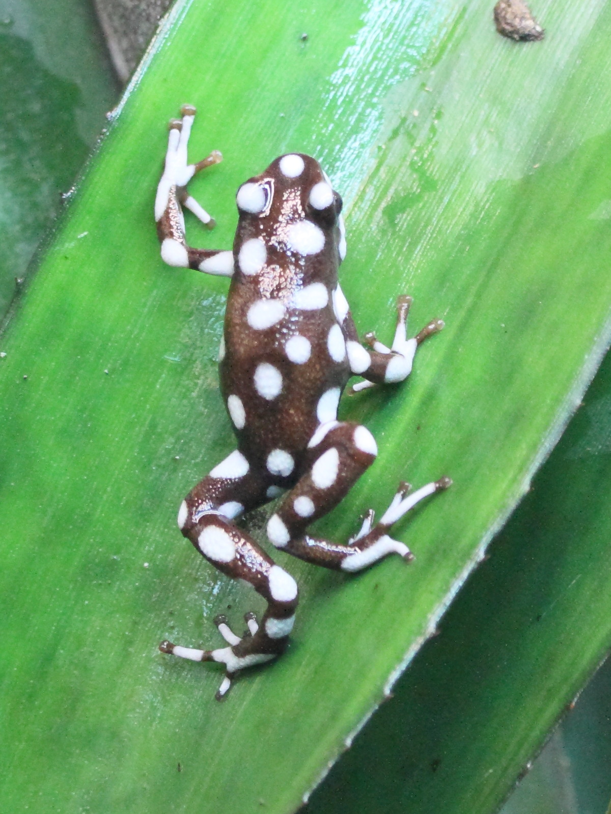 excidobates_mysteriosus2md