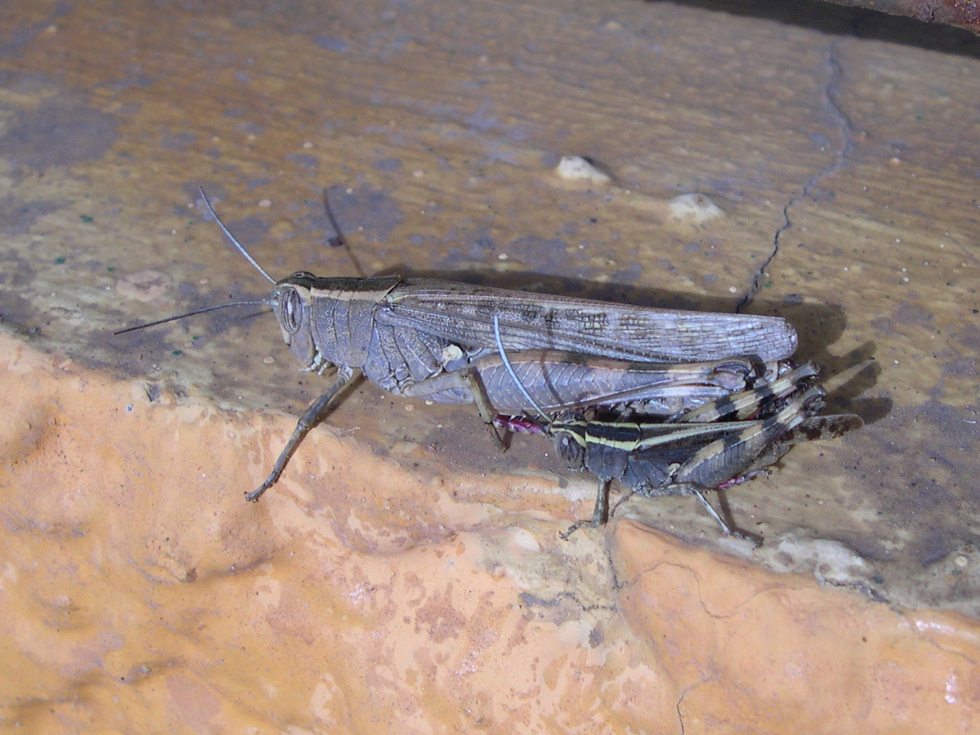 Eyprepocnemis_plorans