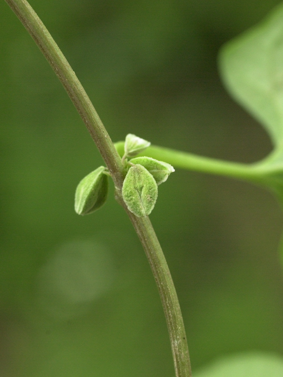 Afficher le média fallopia_convolvulus2md fallopia_convolvulus2md