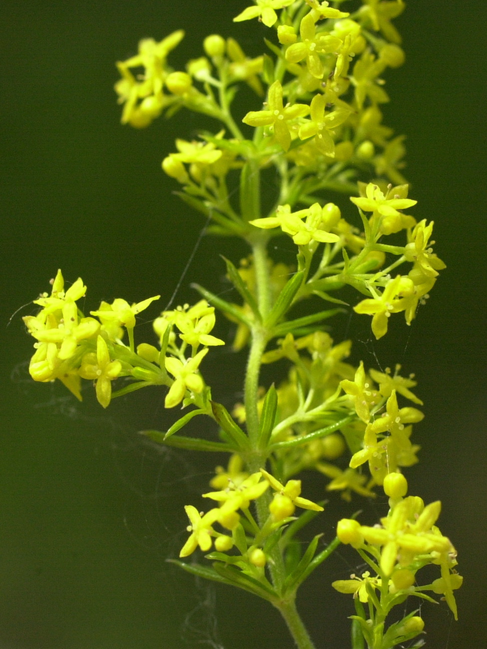 Afficher le média galium_verum2md galium_verum2md