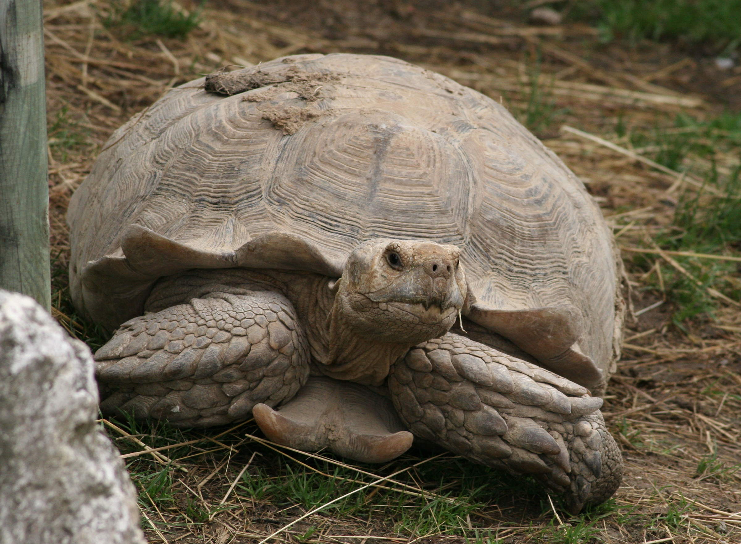 Afficher le média geochelone_sulcata1md geochelone_sulcata1md