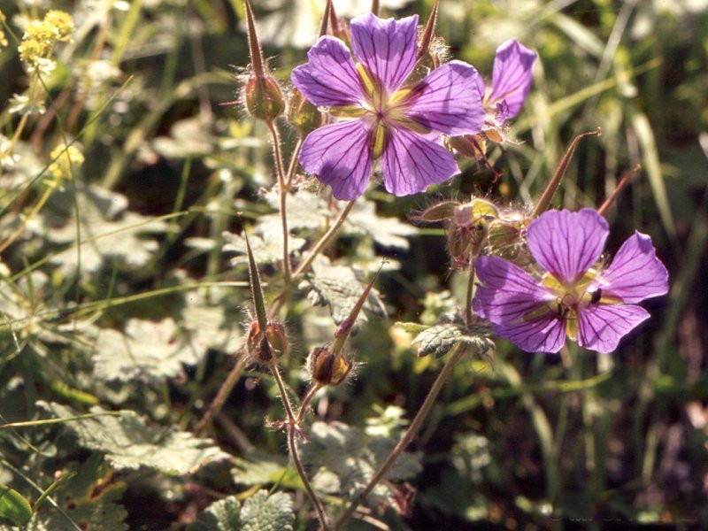 Geranium_ibericum