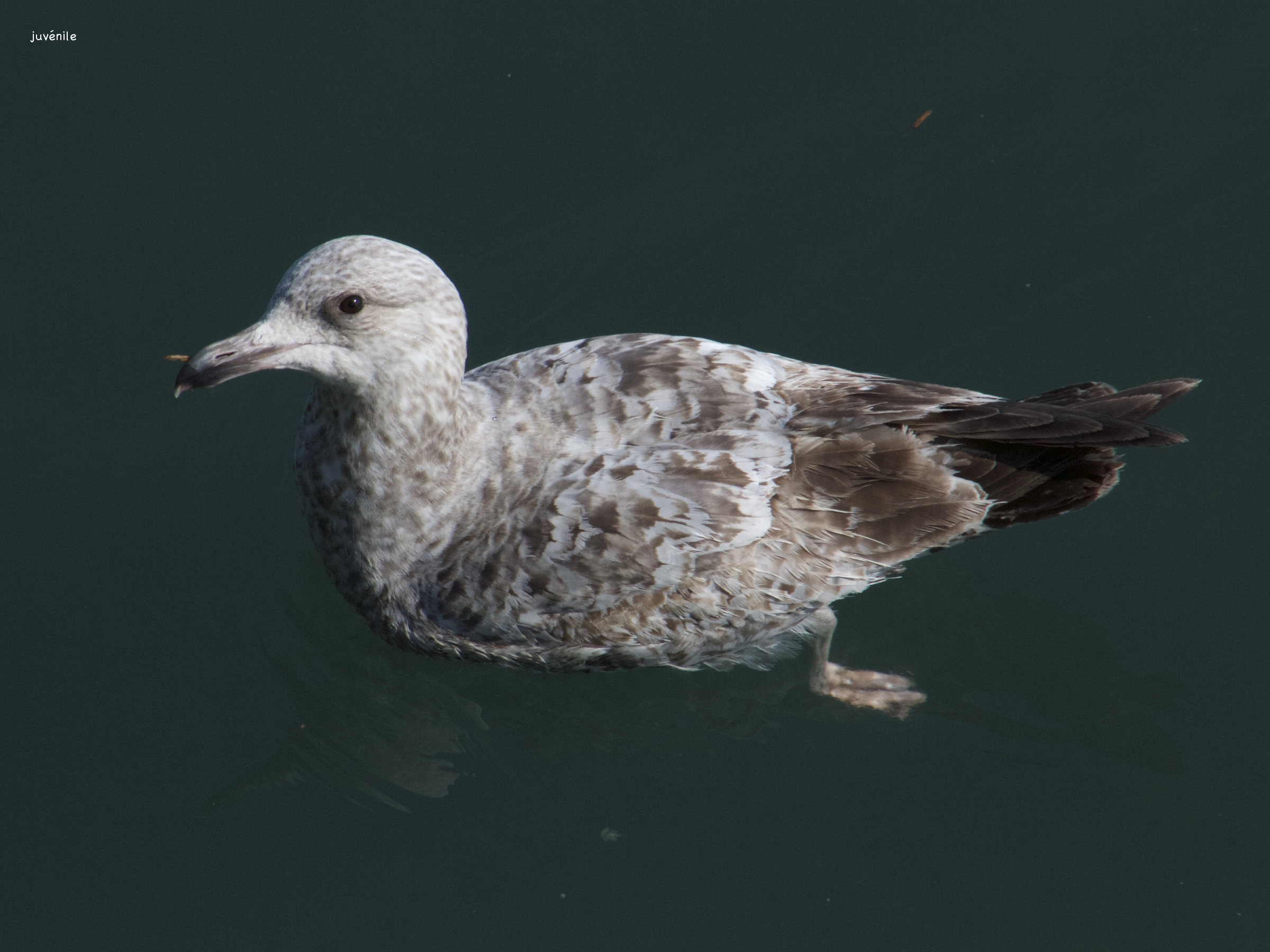 goeland_marin_-_larus_marinus8md
