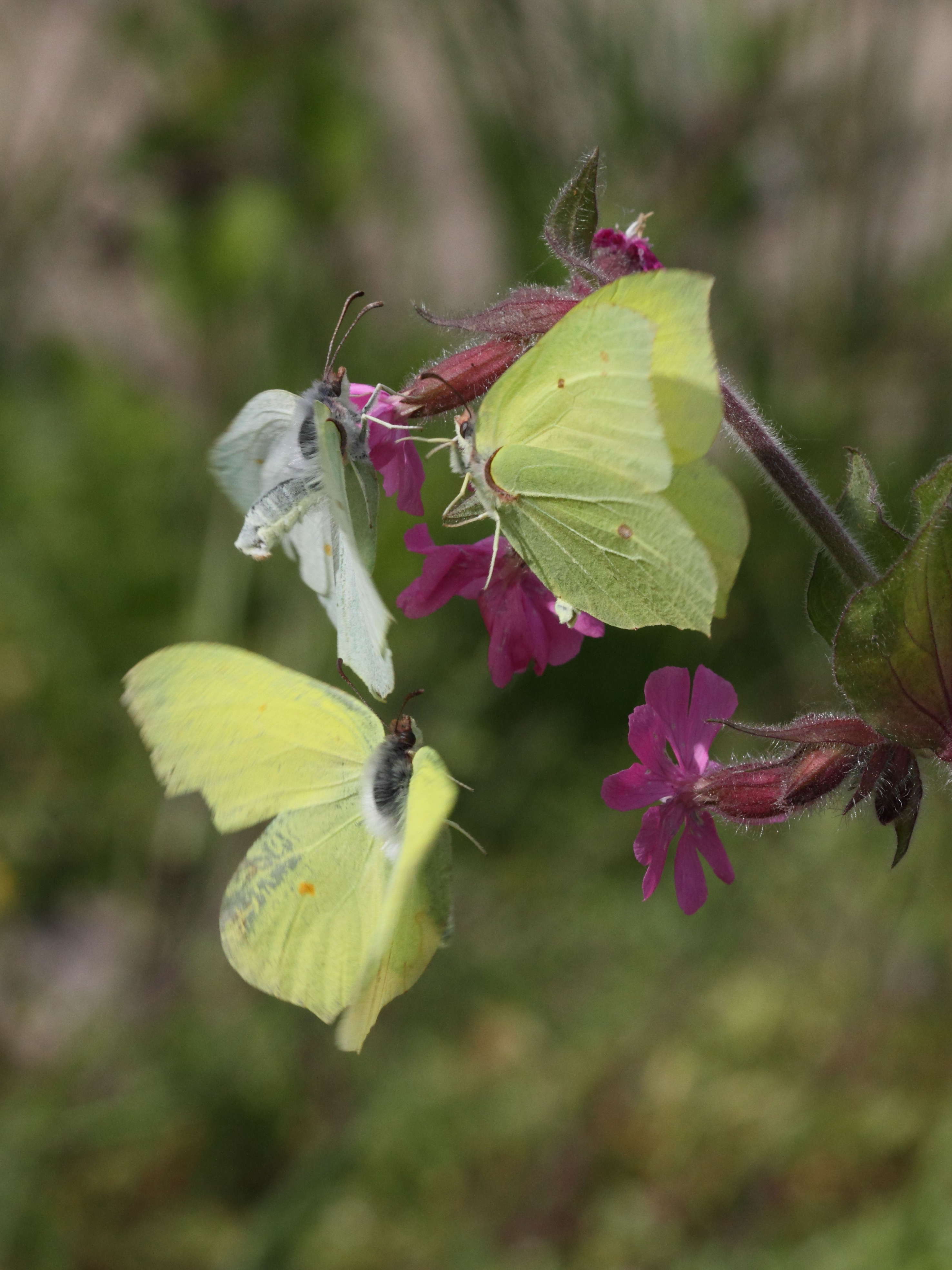 gonepteryx_rhamni2bd