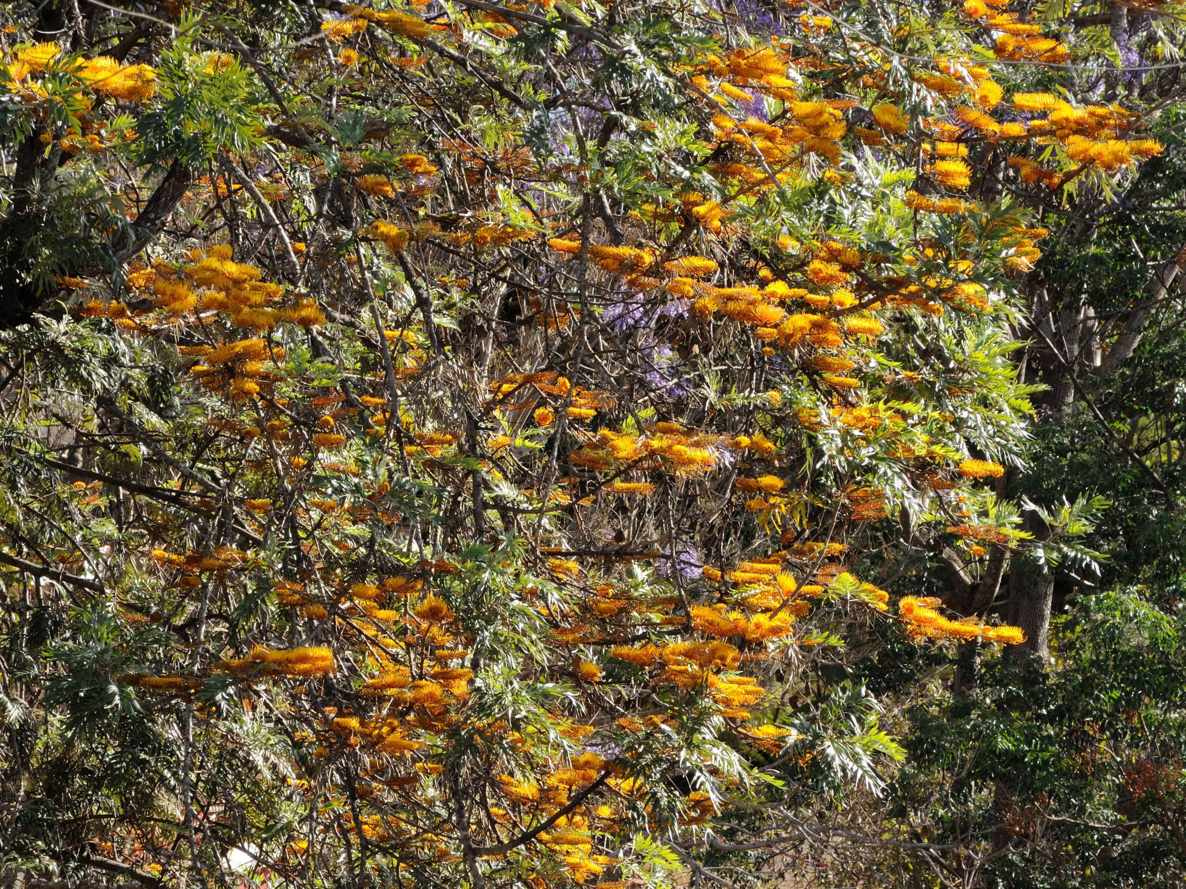 grevillea_robusta7md