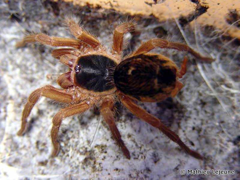 Afficher le média hapalopus_priscilae4ml hapalopus_priscilae4ml