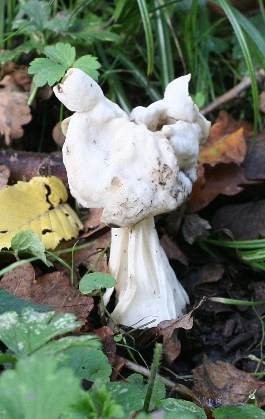 helvella_crispa3md
