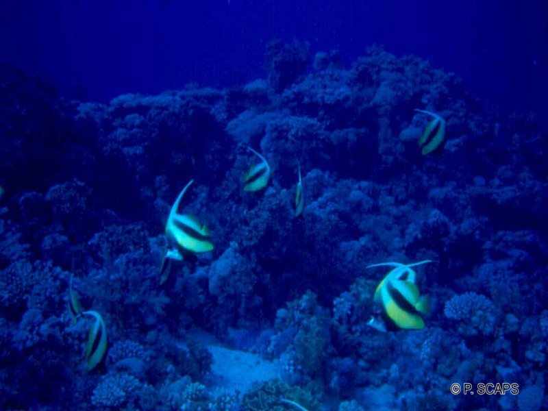 heniochus_intermedius1ps