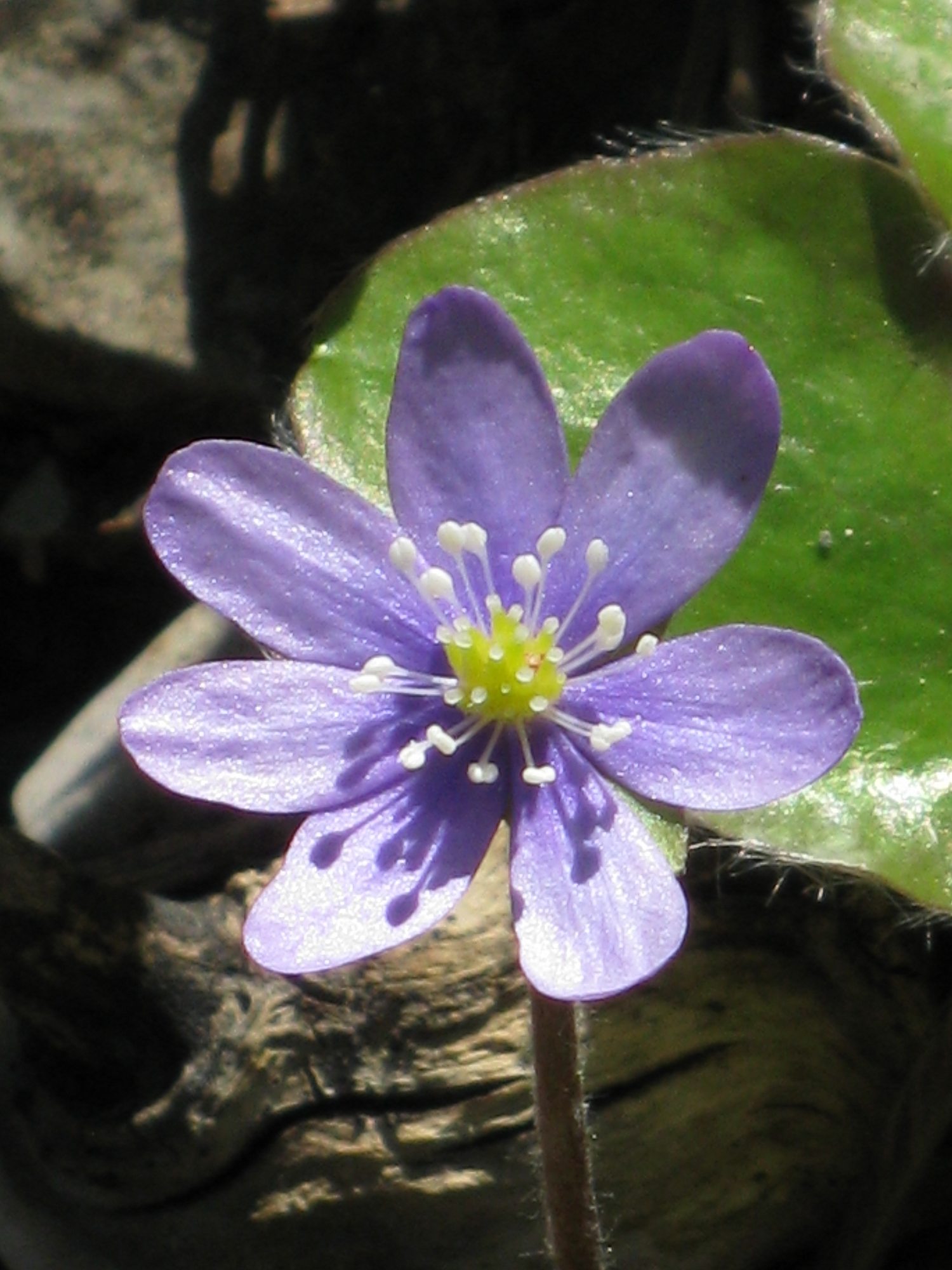 Afficher le média Hepatica_nobilis Hepatica_nobilis