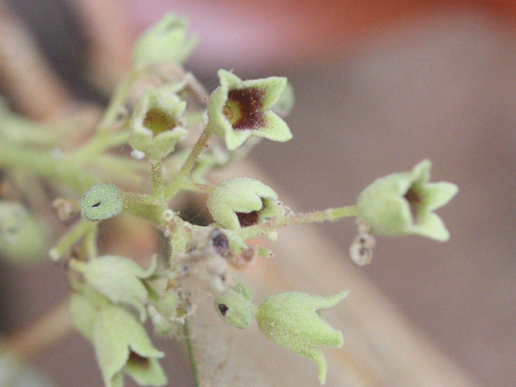 heritiera_littoralis8md