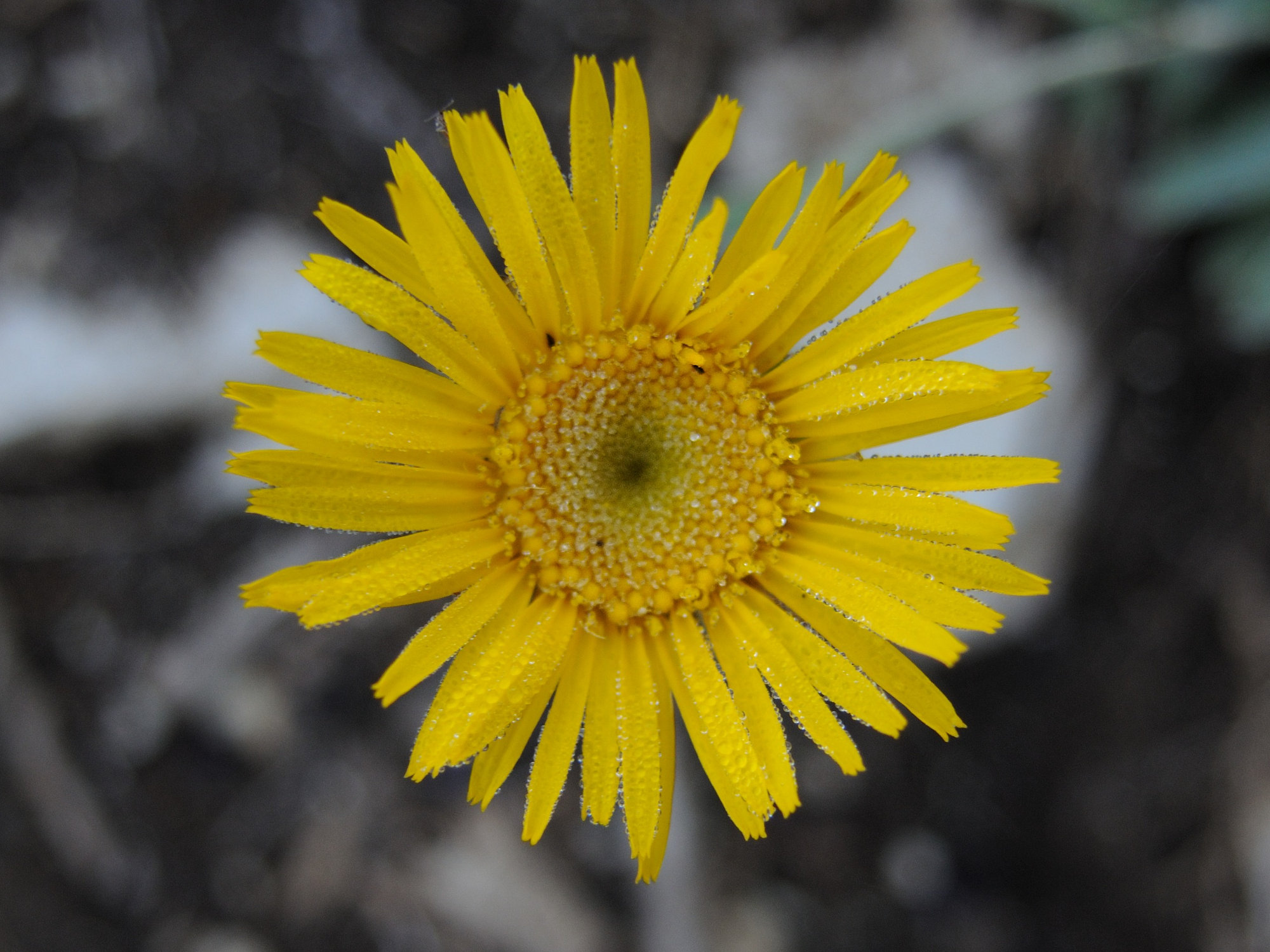 Afficher le média hieracium_villosum4md hieracium_villosum4md