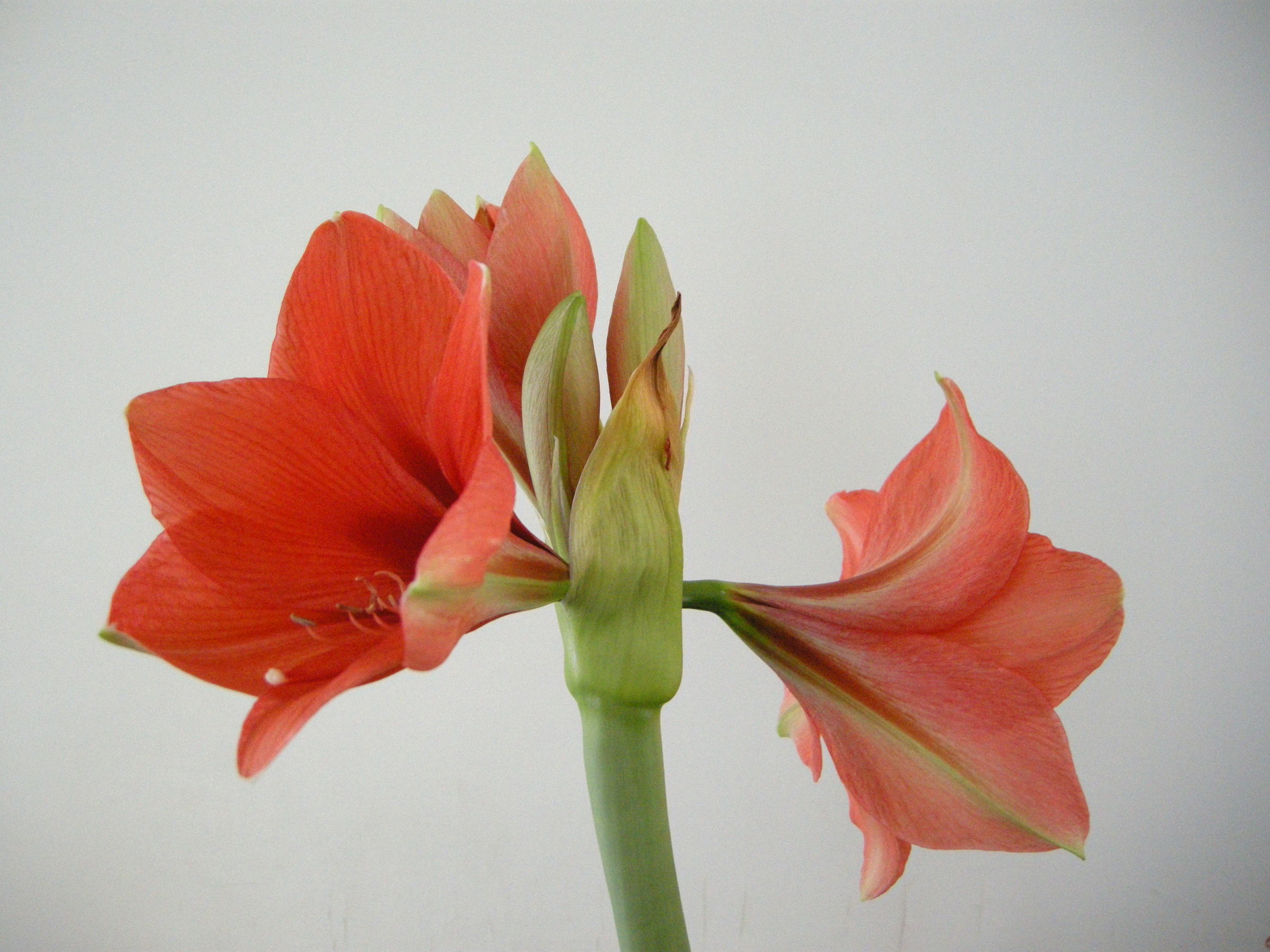 hippeastrum_sp2md