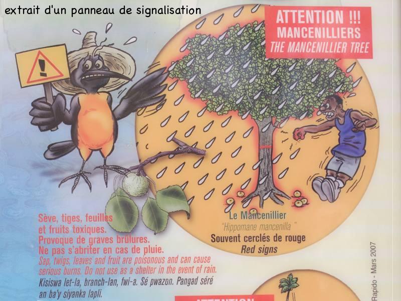 hippomane_mancinella8an