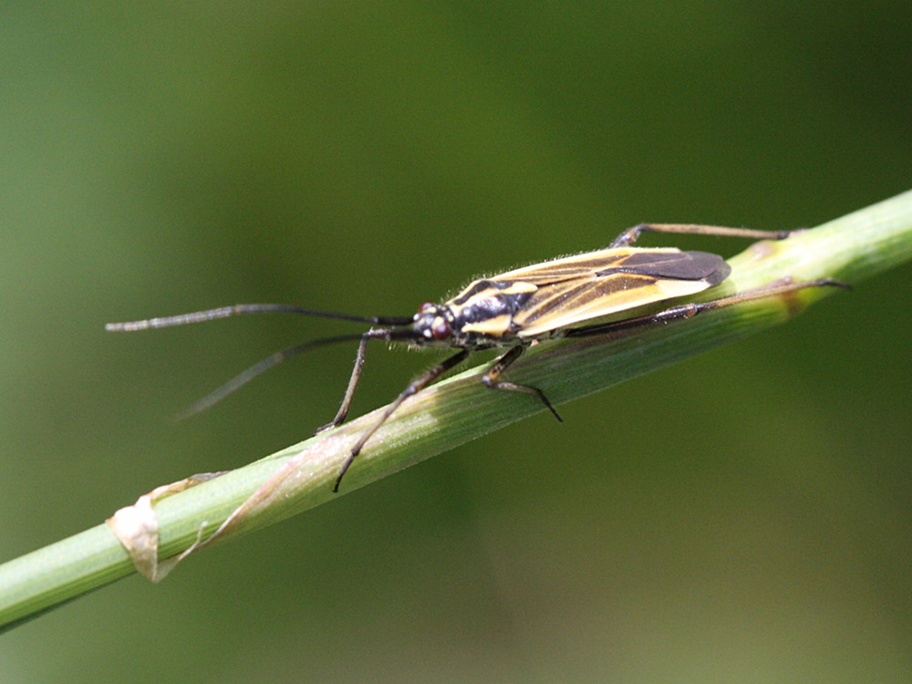 horistus_orientalis1bd