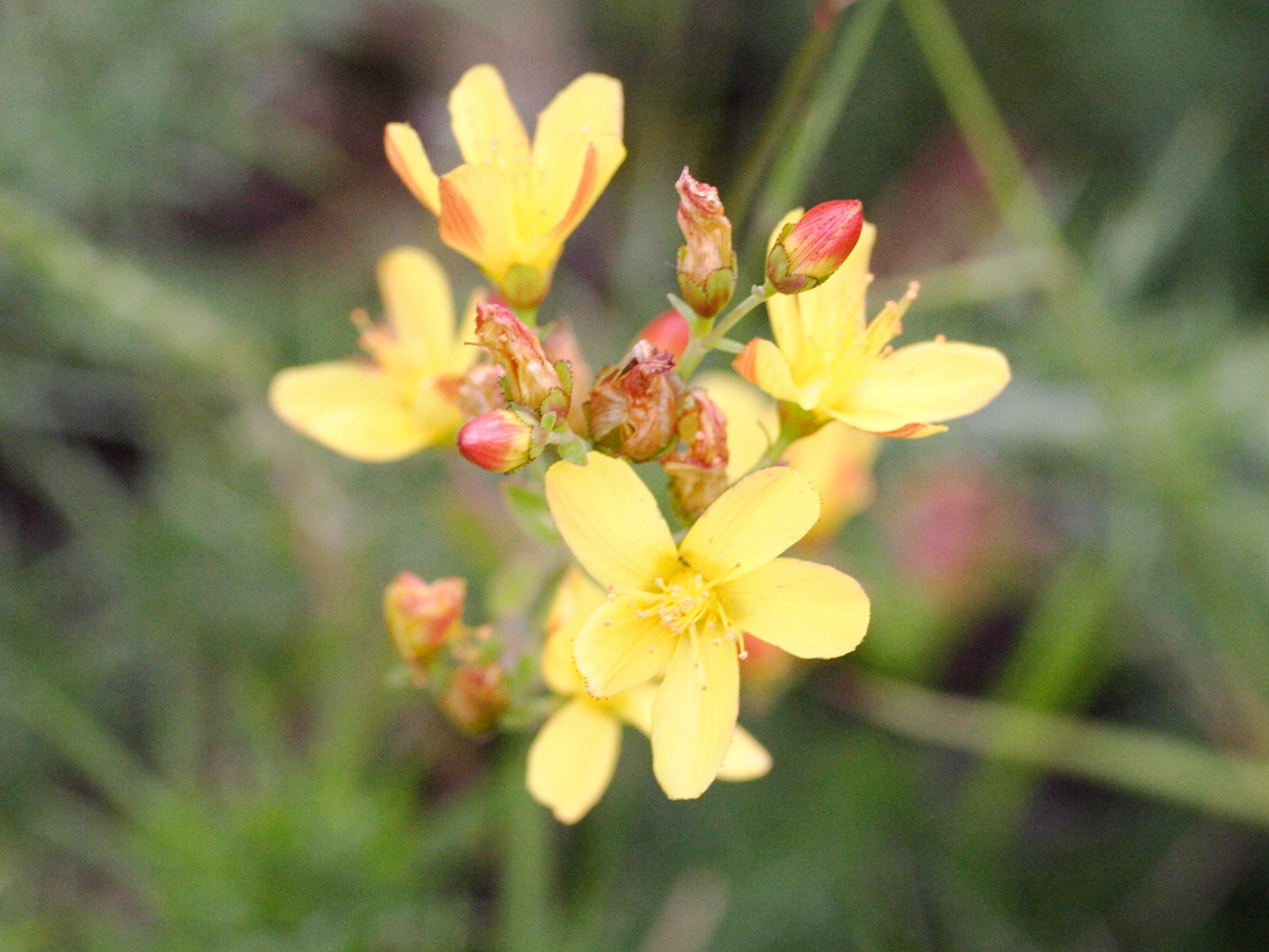 hypericum_pulchrum3md