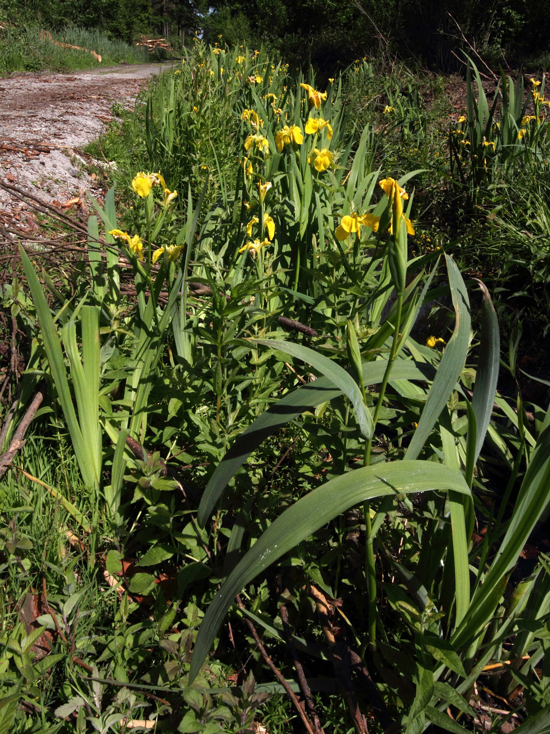 iris_pseudacorus1dmd