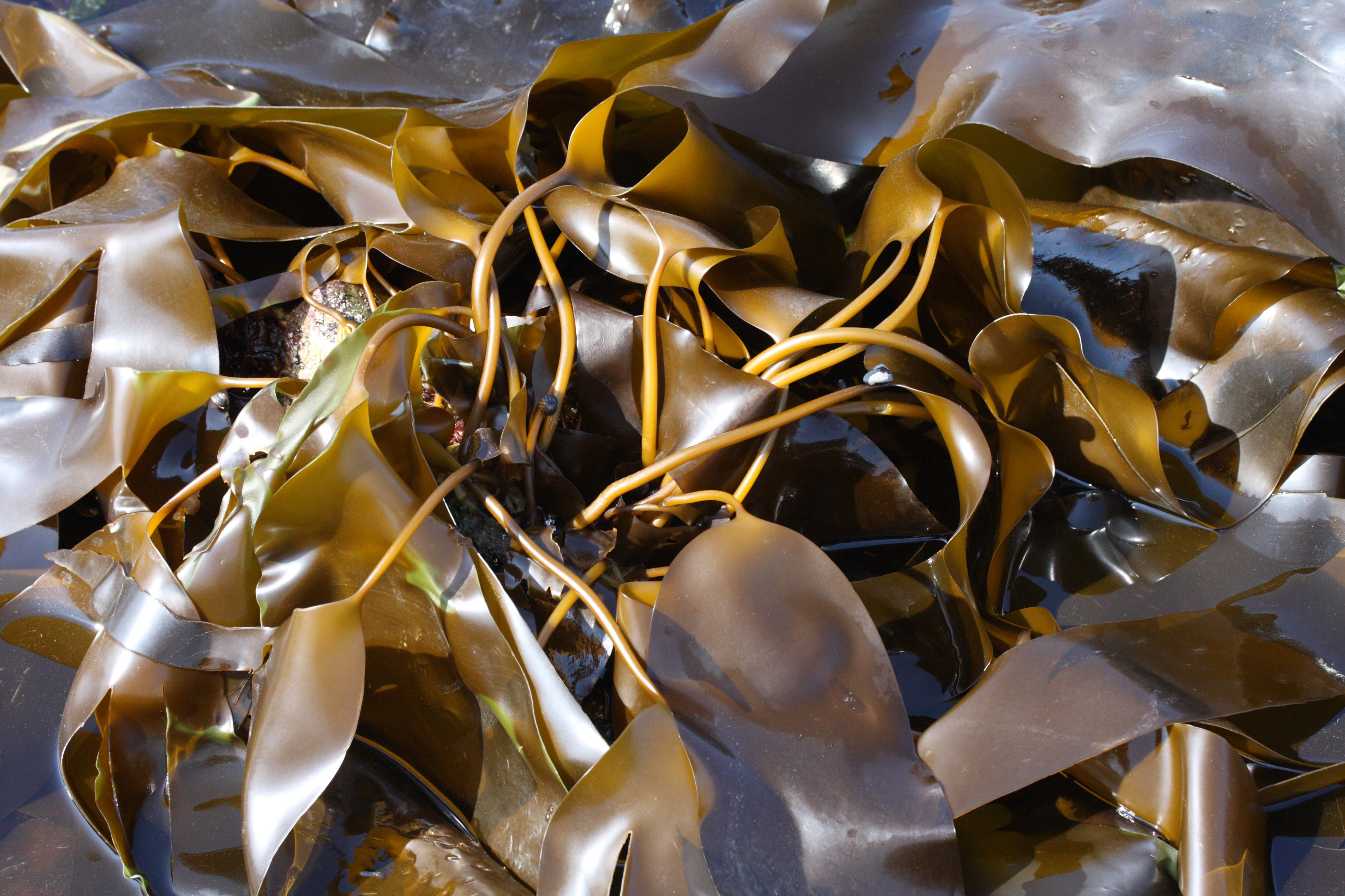 Afficher le média laminaria_digitata1md laminaria_digitata1md