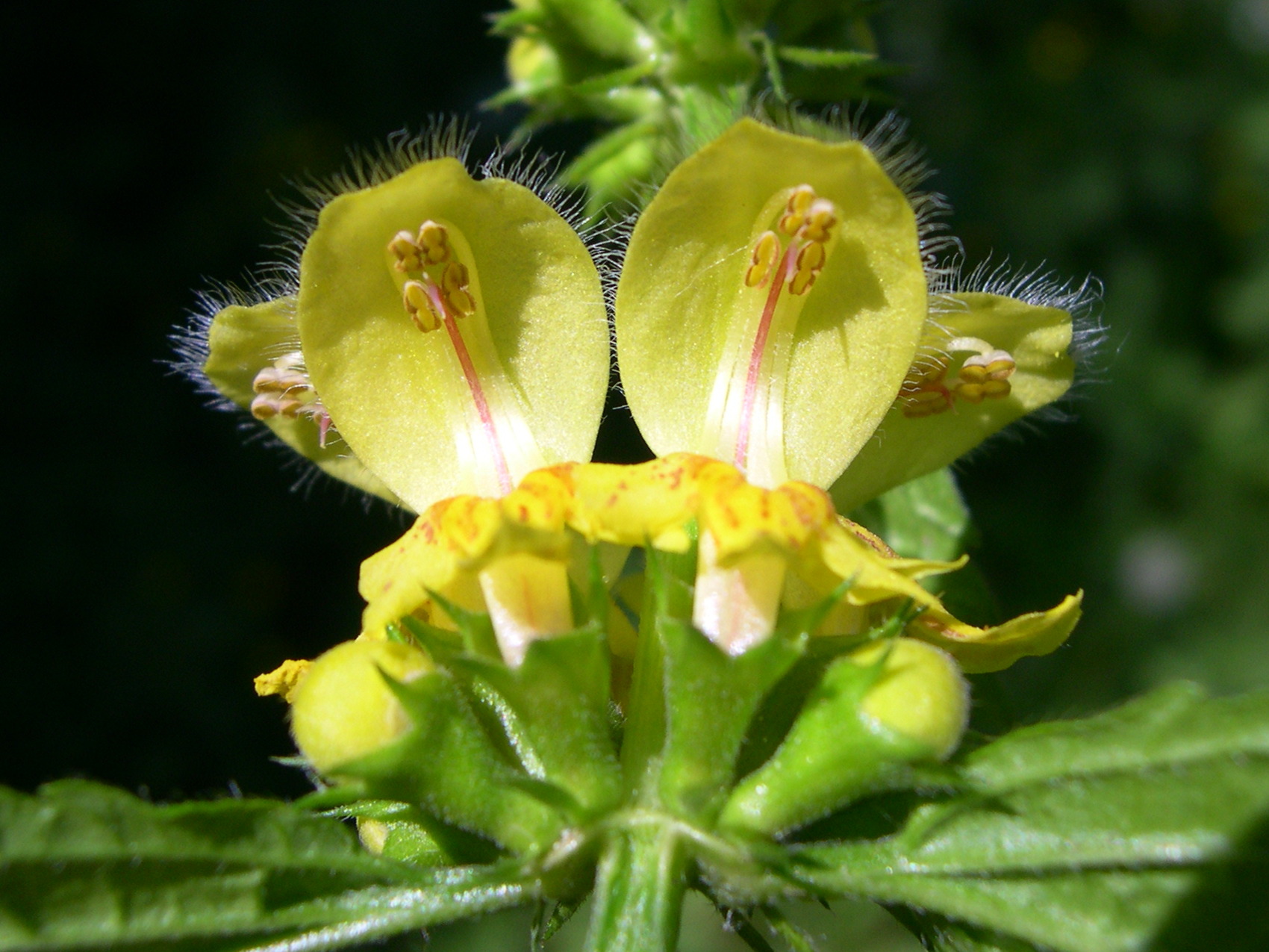 lamium_galeobdolon4md