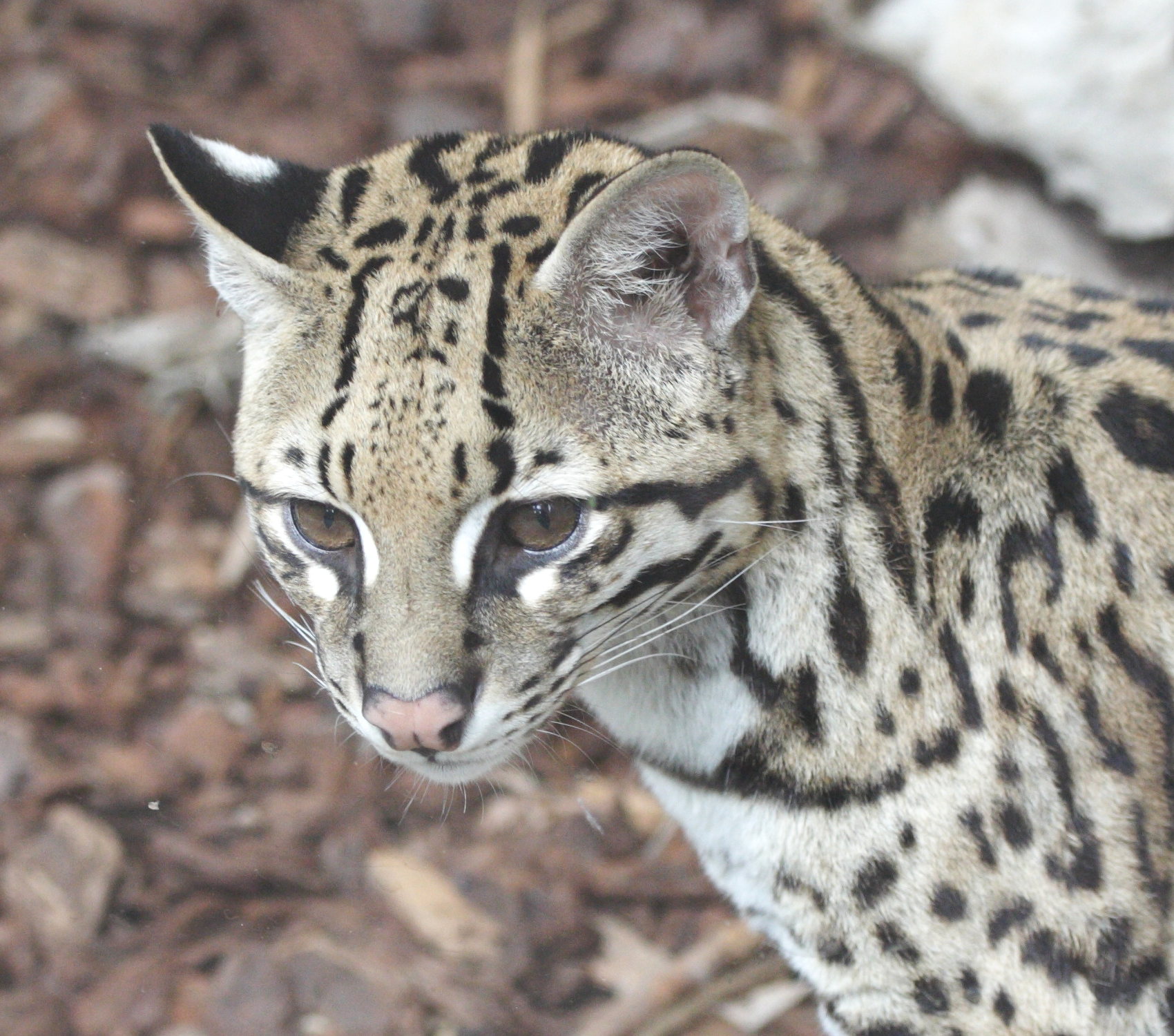 leopardus_pardalis3md