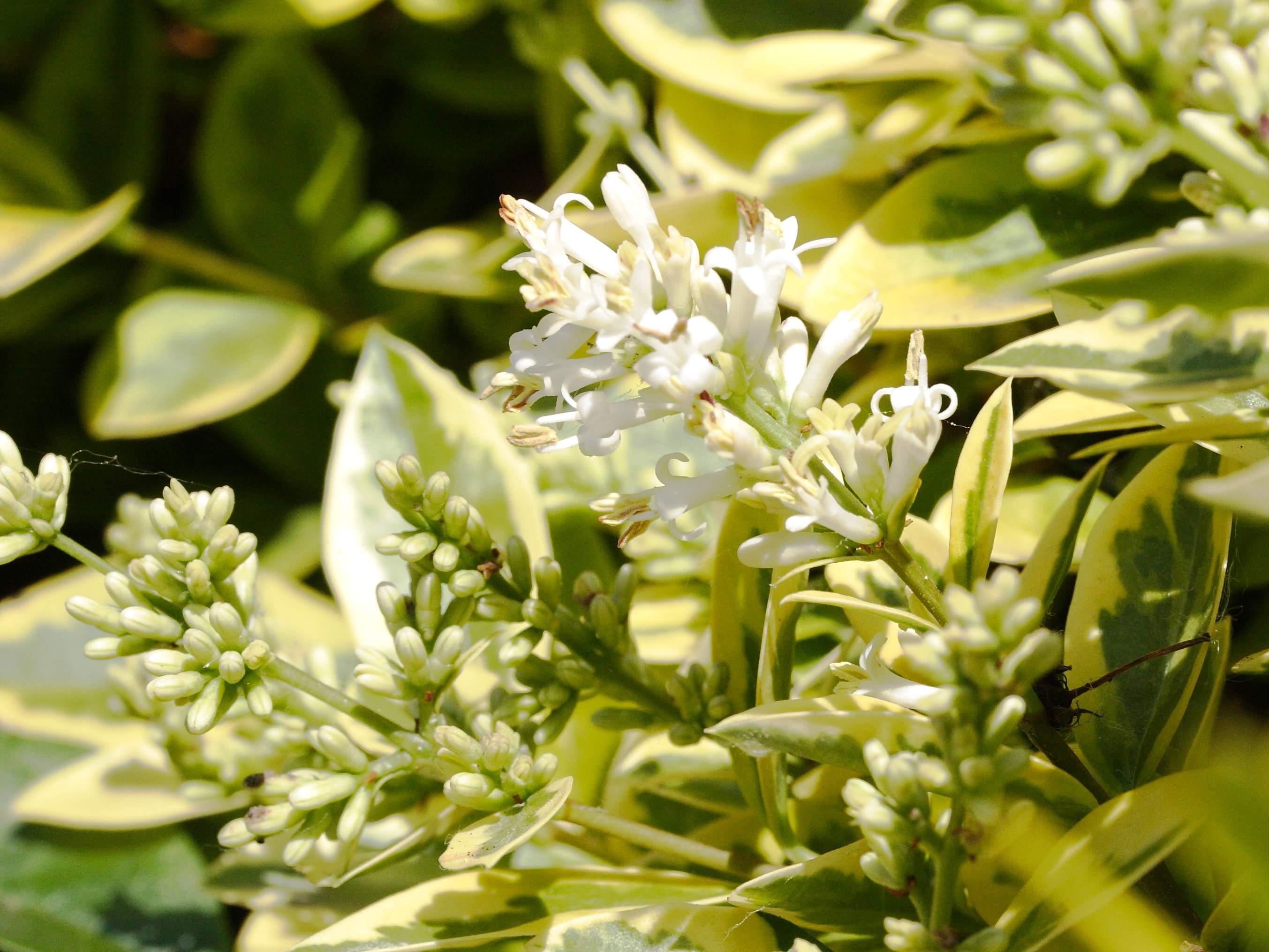 ligustrum_ovalifolium_aureum3md
