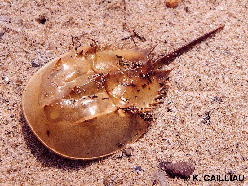 limulus_polyphemus2kc