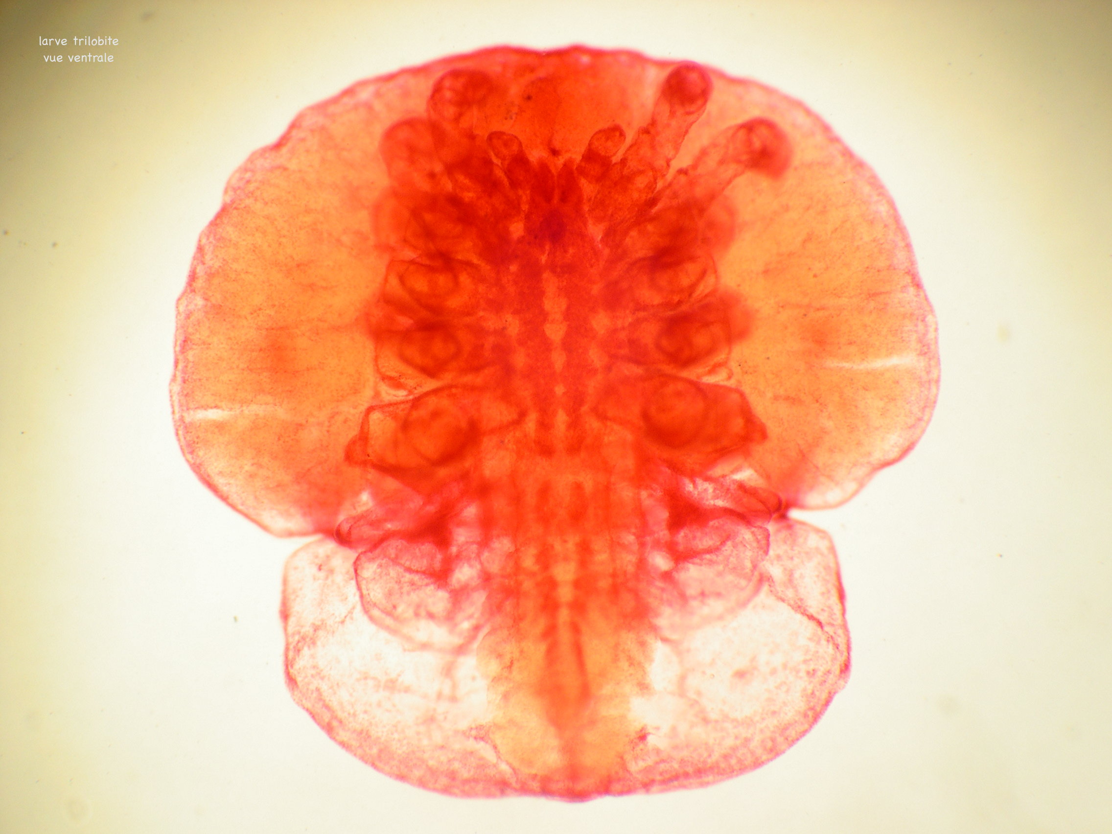 limulus_polyphemus4md