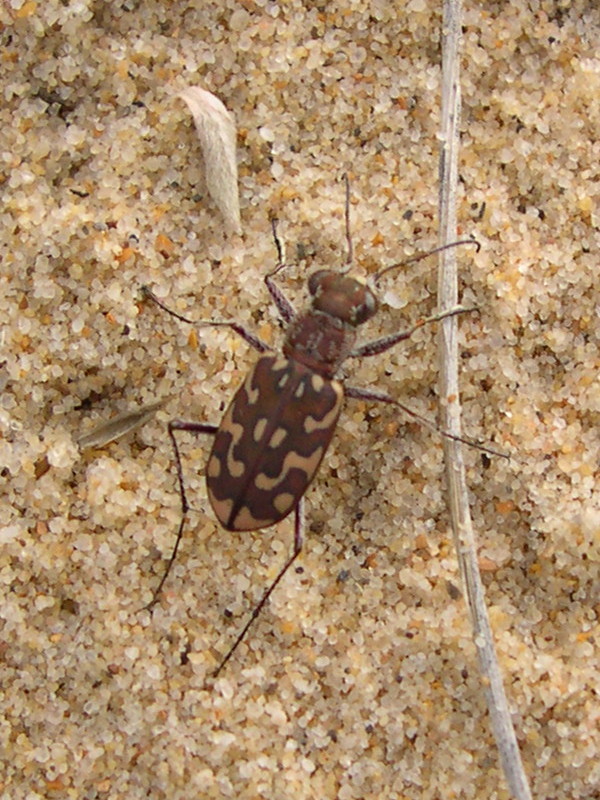 Afficher le média lophyra_flexuosa lophyra_flexuosa