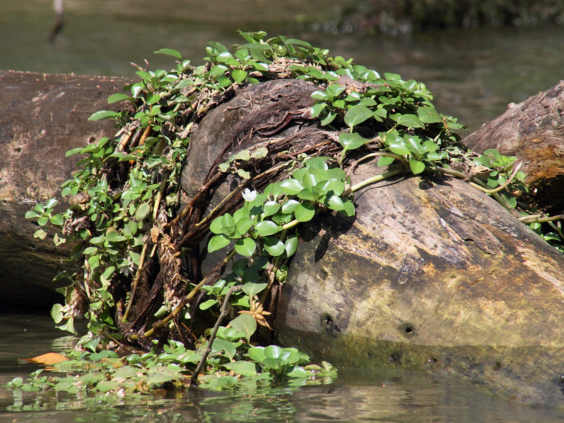 ludwigia_helminthorrhiza5md