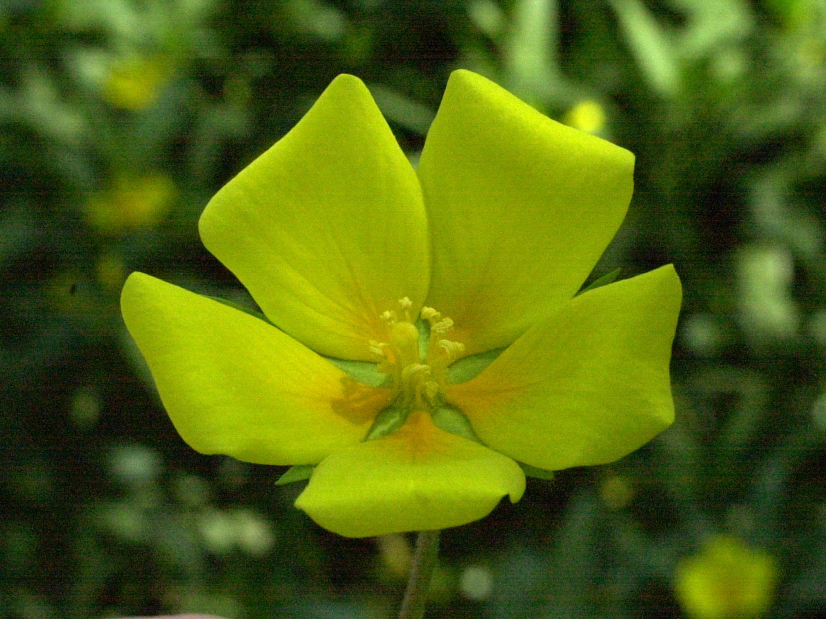 Afficher le média ludwigia_peploides4md ludwigia_peploides4md