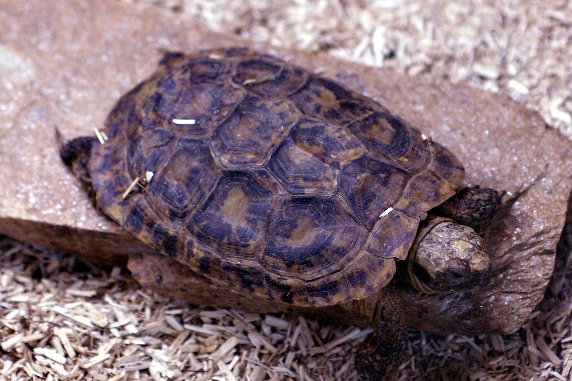 Afficher le média malacochersus_tornieri1md malacochersus_tornieri1md