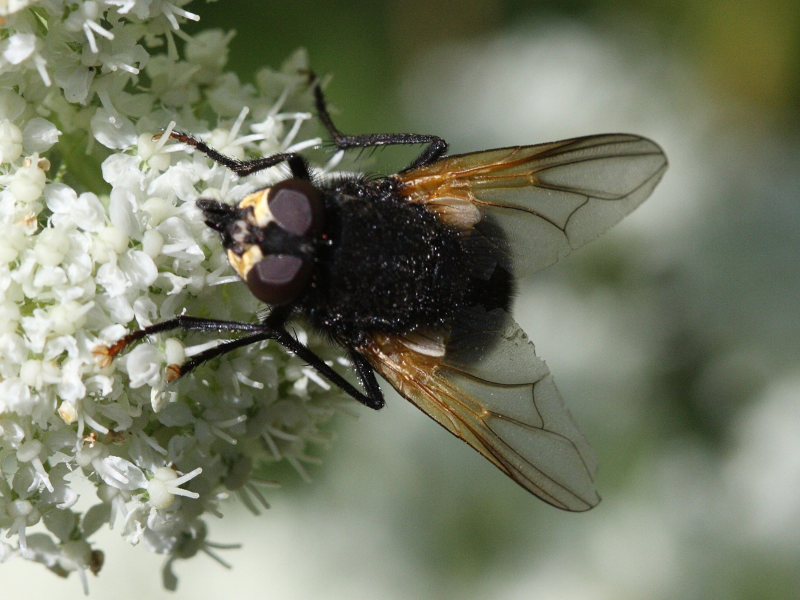 mesembrina_meridiana3bd