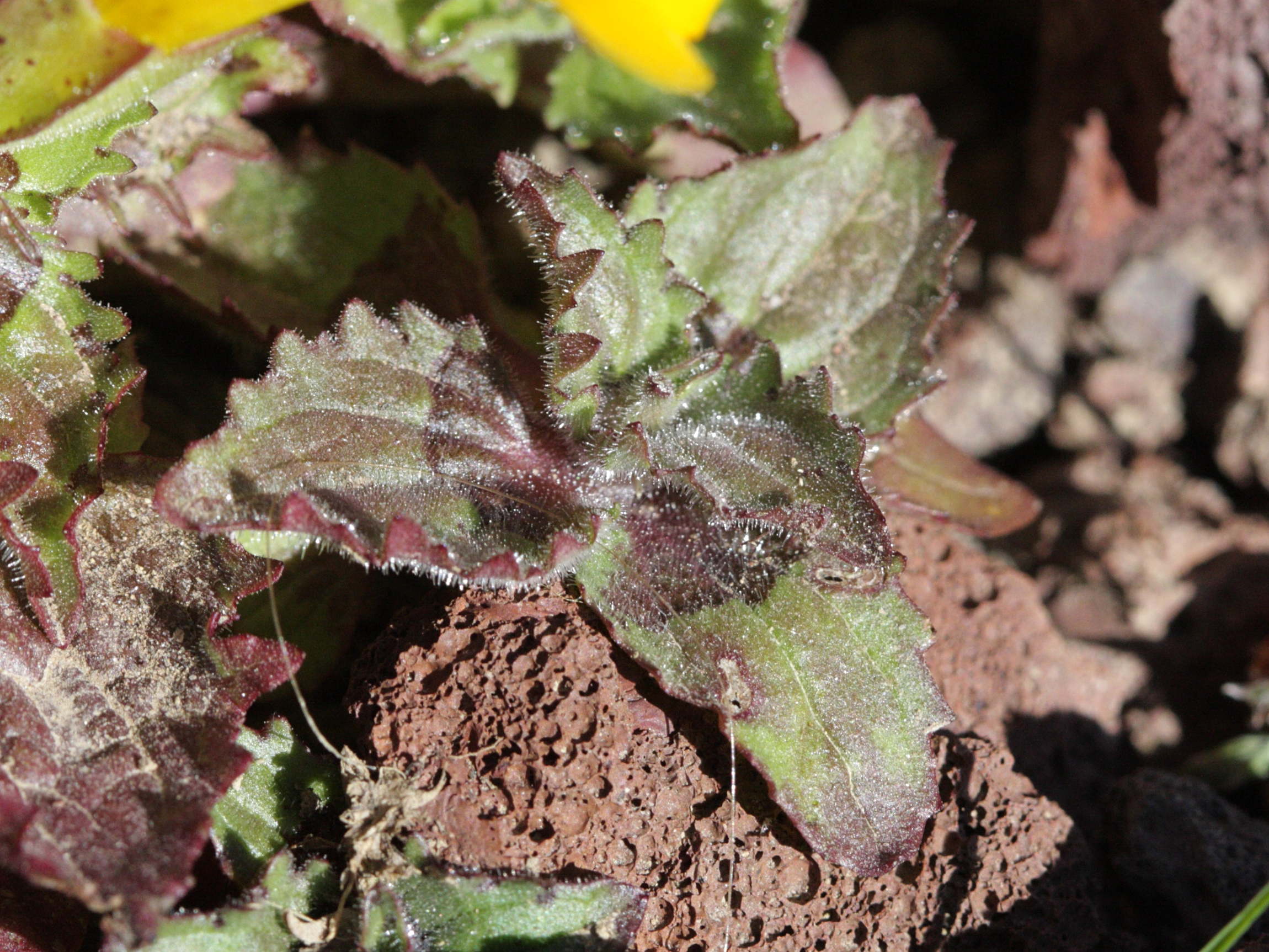 mimulus_depressus2bd