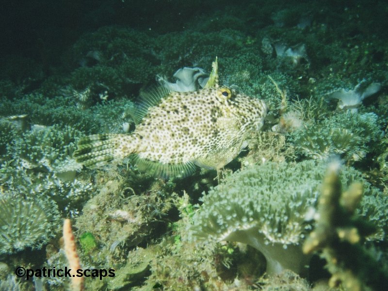 Afficher le média monacanthus_chinensis1ps monacanthus_chinensis1ps