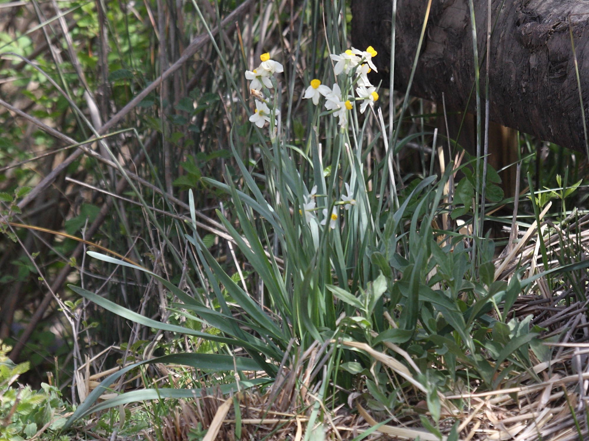 narcissus_tazetta2bd