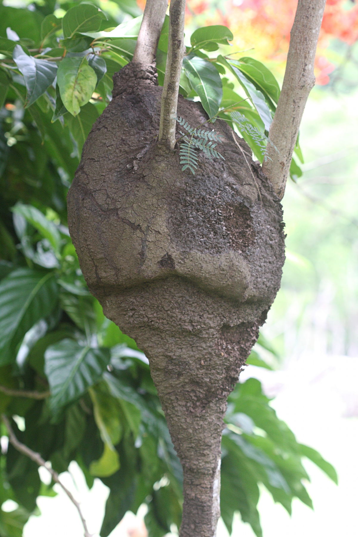 nasutitermes_ephratae1md