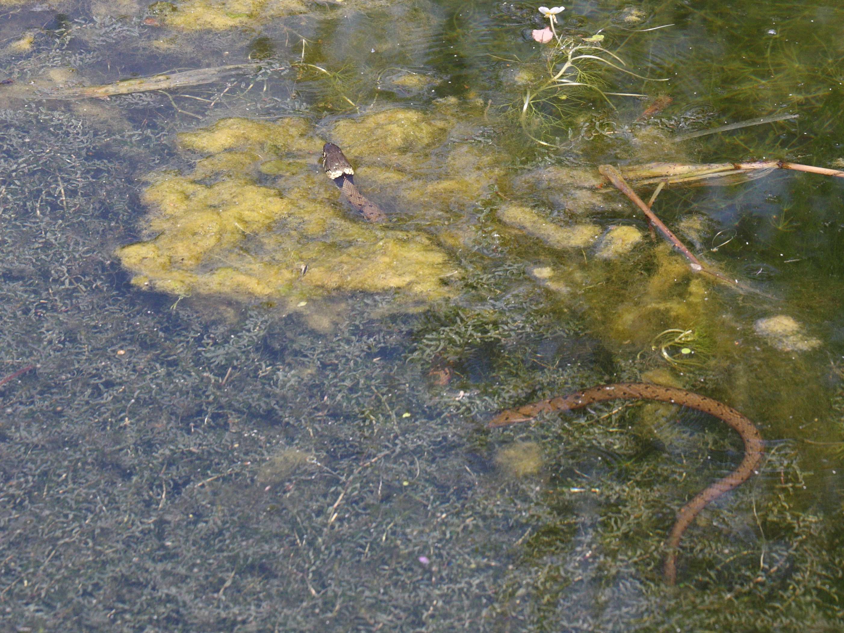 Afficher le média natrix_natrix2md natrix_natrix2md