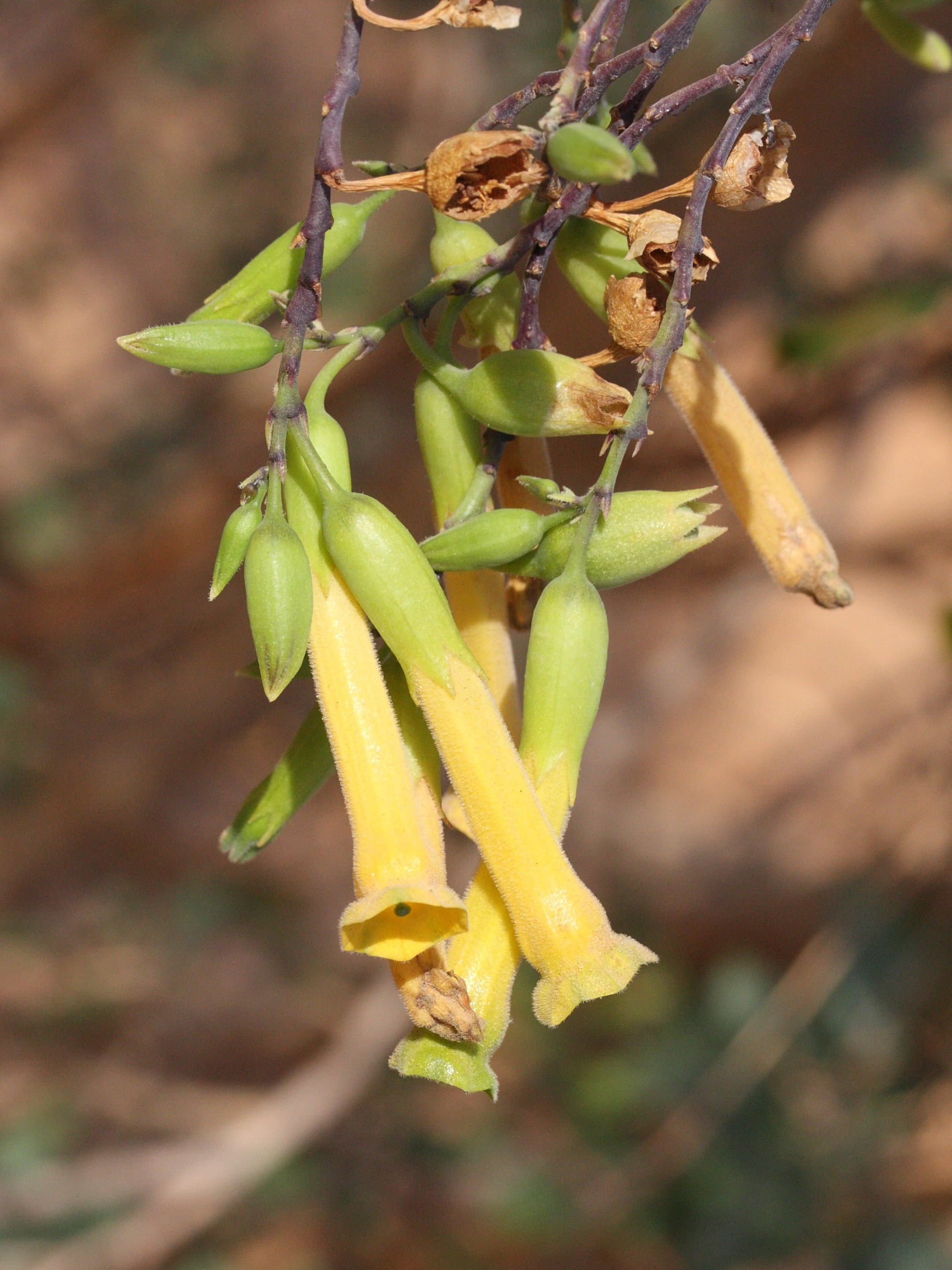 nicotiana_glauca2md