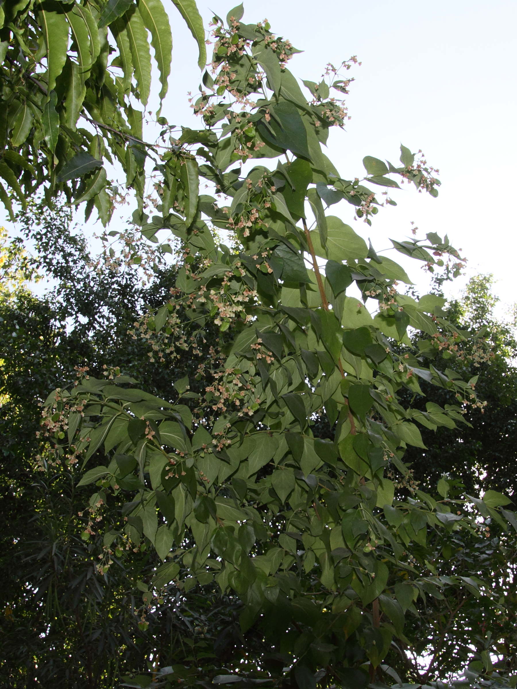 nyctanthes_arbor-tristis4md