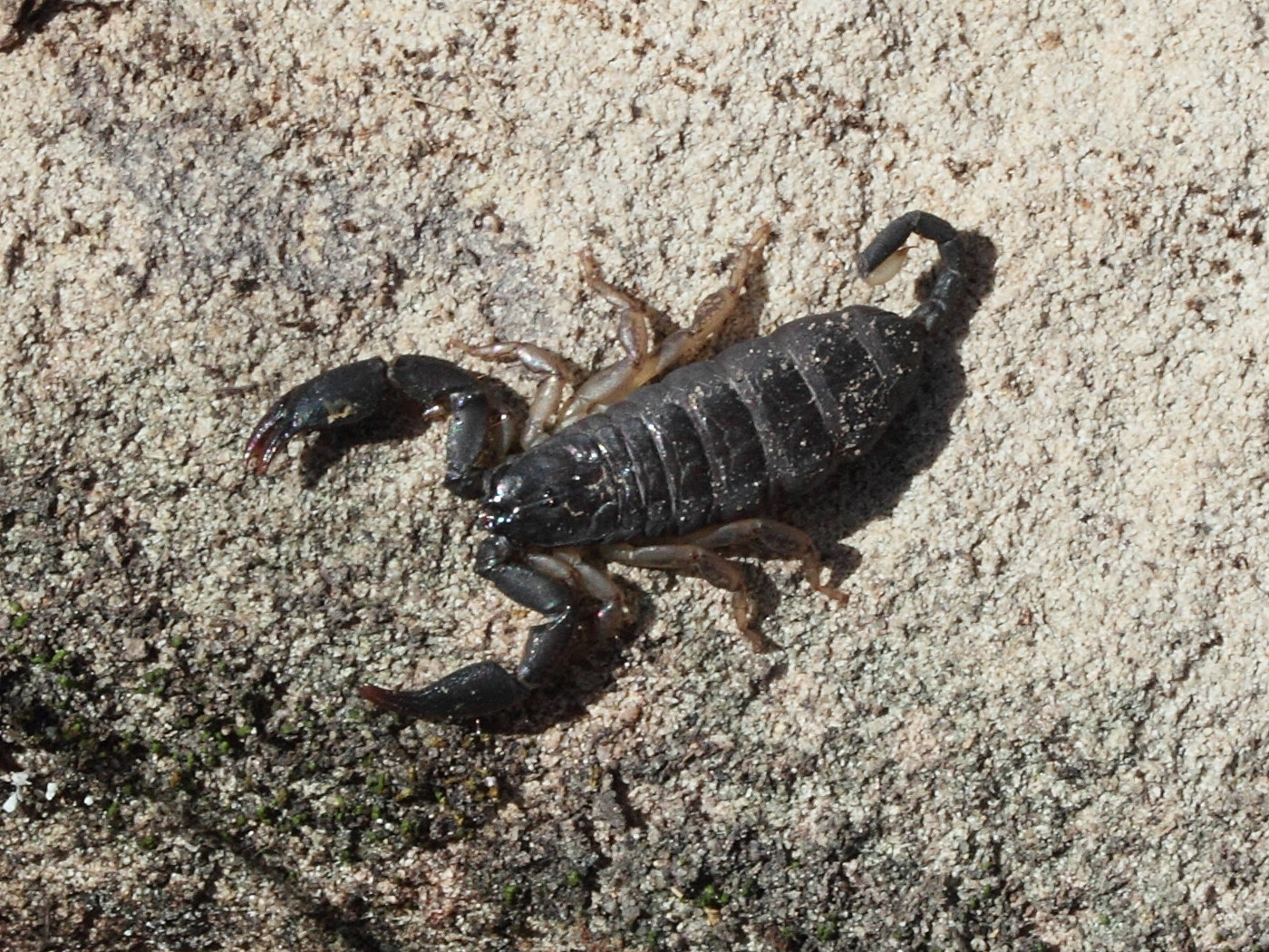 opisthacanthus_madagascariensis1md